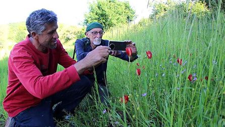 130 Yıl Sonra Yitik Türk Lalesi Amasya'da Bulundu