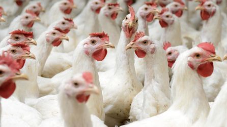 İstanbul'da tavuk üreticilerine kayyum tedbiri durduruldu