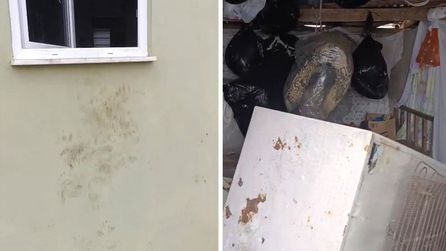 Rize'de ayı paniği, 20 evi hedef aldı