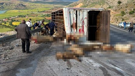 İliç'te canlı hayvan taşıyan kamyon kaza yaptı, 15 koyun telef oldu