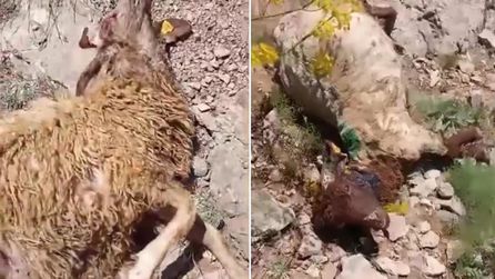 Hakkari'de kurt saldırısında 50 küçükbaş hayvan telef oldu