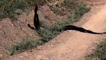 Malatya'da yol kenarında dans eden yılanlar görüntülendi