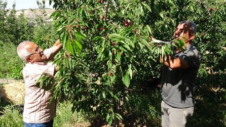 Yeşilyurt'ta Dalbastı Kirazı Hasadı Başladı, İşçi Bulunamıyor