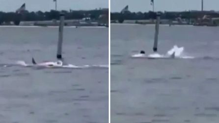 Florida'da köpekbalığı saldırısında donanma işçisi ağır yaralandı