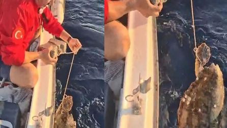 Kuşadası'nda Caretta caretta kurtarma mücadelesi