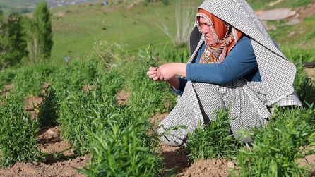 Yurt dışına tarhun ihracatı yapan çift köyde tarıma yöneldi
