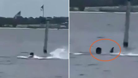 Florida'da köpekbalığı saldırısı: Bir kişi ağır yaralandı