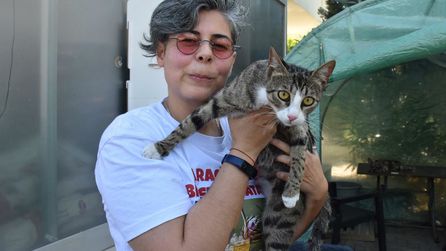 İzmir'de nadir görülen olgu: Erkek kedi yavru doğurdu