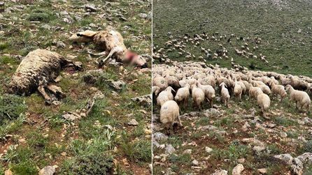 Sivas'ta Yıldırım Düşmesi Sonucu Koyunlar Telef Oldu