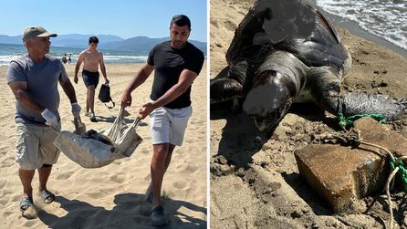 Kuşadası'nda deniz kaplumbağası katliamı tekrarlandı
