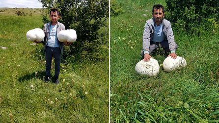 Sivas'ta muhtar doğada 20 kilogram ağırlığında mantar buldu