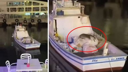 Avşa Adası'nda su samuru tekneye çıktı, görüntülendi