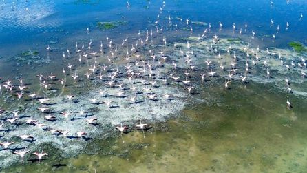 Akgöl Sazlıkları'ndaki kuş popülasyonu artışı gözlemlendi