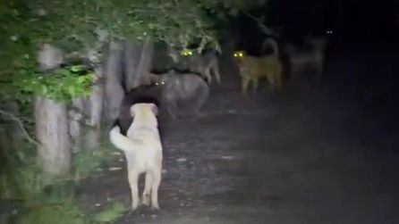 Kızılcahamam'da ayılar ve sokak köpekleri arasında gerilim yaşandı