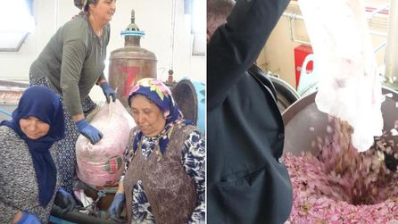 Isparta'da gül hasadı devam ediyor, fiyatlar 650 bin TL'ye ulaştı