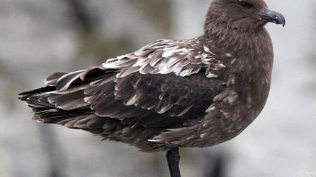 Avustralya'da ilk H5N1 kuş gribi vakası tespit edildi