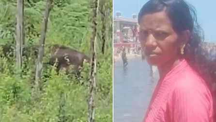 Kerala'da fil saldırısı sonucu bir kadın hayatını kaybetti