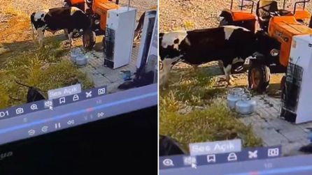Tosun traktöre sürtünürken harekete geçti, viral oldu