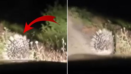Keban'da nesli tükenme tehlikesi altındaki oklu kirpi görüldü