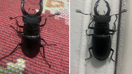 Muğla'da koruma altındaki geyik böceği balkonunda bulundu