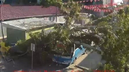Çınar ağacı halk otobüsünün üzerine devrildi, can kaybı yok