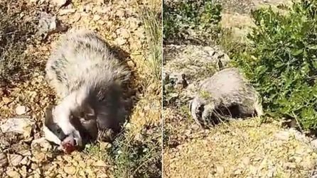 Malatya'da bal porsuğunu bayıltan vatandaşın görüntüleri ortaya çıktı