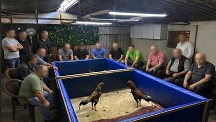 Aliağa'da yasa dışı horoz dövüşüne operasyon yapıldı