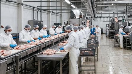İstanbul'daki Tavuk Soruşturmasında Yanlış Bilgiler Ortaya Çıktı