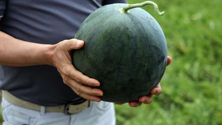 Adana'da Yeni Sarı Karpuz Türü Tropical Sunshine Yetiştiriliyor
