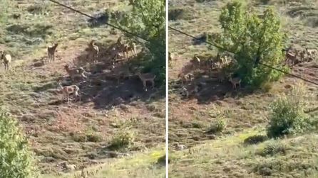 Elazığ'da dağ keçileri sürü halinde görüntülendi