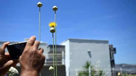 Kuşadası'nda Tülüşah Çiçeği Açtı, Koparmanın Cezası 699 Bin Lira