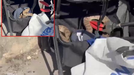 Şanlıurfa'da Piknikte Bebek Arabasında Yılan Bulundu