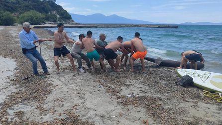 Kuşadası'nda Kıyıya Vuran Ölü Köpek Balığı İncelendi