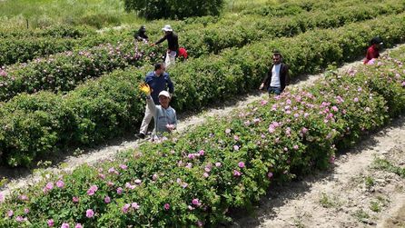 Isparta'da gül hasadı başladı, üretim hedefi 13 bin ton