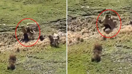 Hakkari'de çocuk köpek saldırısına uğradı, arkadaşının yardımıyla kurtuldu