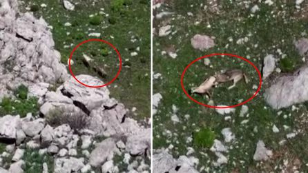 Tunceli'de yaban hayatı görüntüleri dikkat çekti