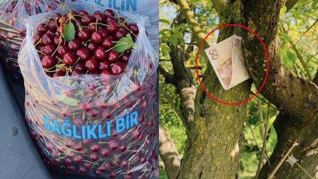 Isparta'da bahçeden kiraz toplayan aileyle ilgili tartışmalar sürüyor
