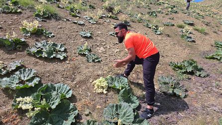 Van'da Yayla Muzu Uçkununa Yoğun İlgi Devam Ediyor
