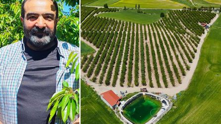 Sorgun ilçesi Bahadın kasabası Japonya'ya 200 ton kiraz gönderecek