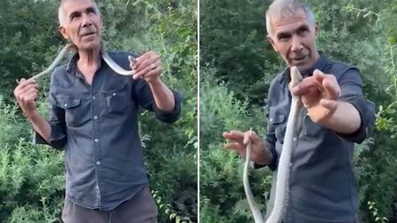 Bingöl'de Engerek Yılanıyla Tehlikeli Oyun Oynandı