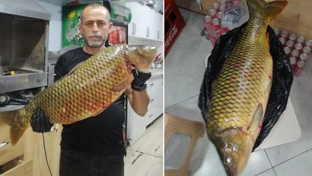 Bilecik'te Sakarya Nehri'nde 13 Kiloluk Sazan Balığı Yakalandı