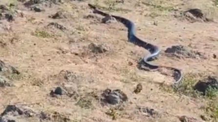 Diyarbakır'da 3 Metre Uzunluğunda Yılan Görüntülendi