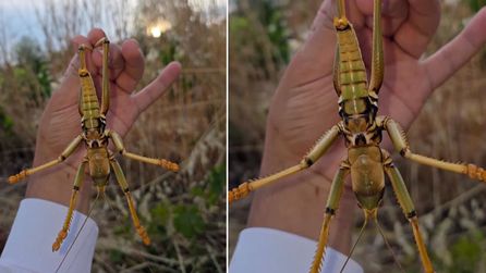 Adıyaman'da dev çekirge keşfi, doğa fotoğrafçısını şaşırttı