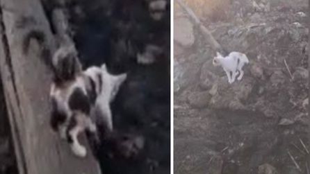 Polatlı'da Yangın Sonrası Anne Kedinin Yavru Arayışı