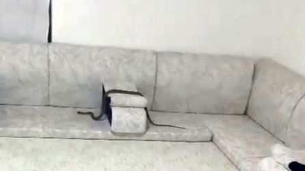 Hakkari'de Sönmez Ailesi Yılanla Karşılaştı
