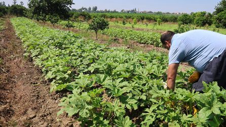 Adana'da bamya hasadı başladı, kilosu 150 TL'den satılıyor