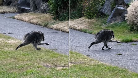 Seattle'da sıradışı rakun görüntüleri sosyal medyada dikkat çekti