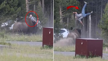 Yellowstone Ulusal Parkı'nda bizon saldırısı: Bir turist yaralandı
