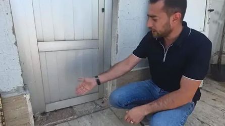 Sivas'ta sağanak sonrası yolda yavru kurbağa sürüsü görüldü