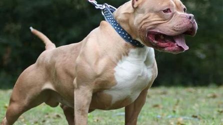 Almanya'da pitbull saldırısı: 4 yaşındaki kız çocuğu hayatını kaybetti